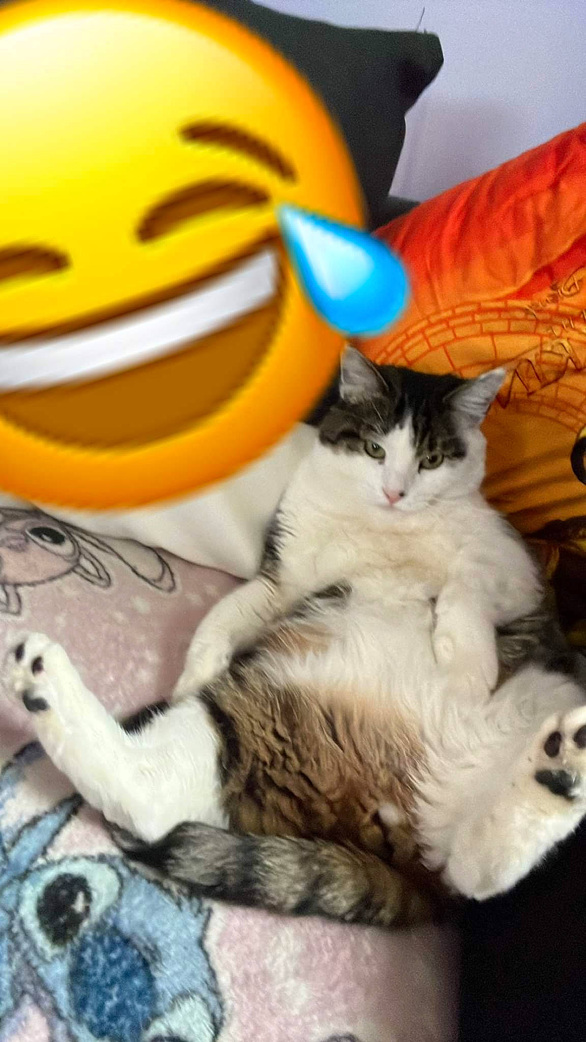 Tyrone participe au concours pour gagner de l'argent avec cette photo : carnivore, cat, claw, comfort, domestic_short_haired_cat, emoticon, fawn, felidae, font, foot, fur, gesture, happy, linens, paw, small_to_medium_sized_cats, smiley, tail, whiskers