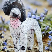 Pearl is registered to the contest to win money with this photo: animal, bandana, black_and_white, blurry_background, curly_coat, cute, dog, eyes, flowers, fur, ground, nature, outdoor, paw_prints, pet, pink, portrait, purple_flowers, snout, standing