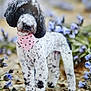 animal, bandana, black_and_white, blurry_background, curly_coat, cute, dog, eyes, flowers, fur, ground, nature, outdoor, paw_prints, pet, pink, portrait, purple_flowers, snout, standing