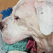 Lynard Skynard joined the competition — help win amazing prizes! animal, blue_fabric, close_up, cozy, dog, ear, fur, indoor, mouth, muzzle, nose, paw, pet, resting, sleepy, soft_surface, texture, white_dog, white_fabric, yawning