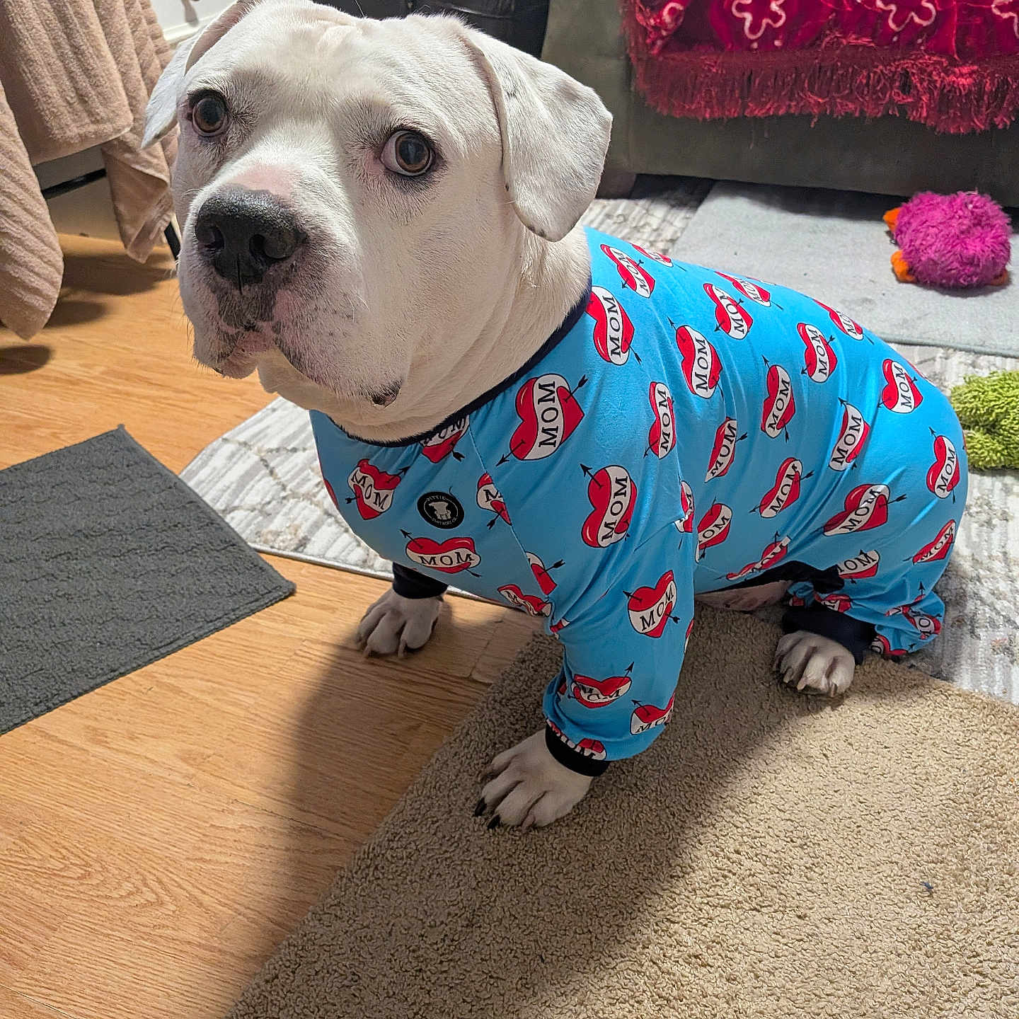 Lynard Skynard is registered to the contest to win money with this photo: animal, blanket, carpet, clothing, couch, curtain, cute, decor, dog, furniture, household, indoor, living_room, mammal, onesie, pet, sitting, toy, white_dog, wooden_floor