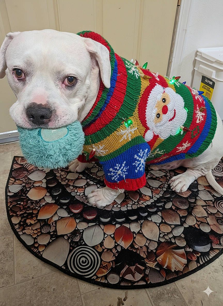Lynard Skynard joined the competition — help win amazing prizes! animal, canine, christmas_sweater, close_up, colorful, cute, dog, domestic_animal, festive, floor_mat, furry_toy, holiday, holiday_clothing, indoor, looking_up, patterned_mat, pet, santa_claus, toy, white_dog