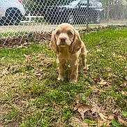 Zoey joined the competition — help win amazing prizes! animal, brown, car, chain_link_fence, cute, daytime, dog, fence, front_view, grass, green, ground, looking, nature, outdoor, parked_car, pet, puppy, small, young
