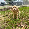 animal, brown, car, chain_link_fence, cute, daytime, dog, fence, front_view, grass, green, ground, looking, nature, outdoor, parked_car, pet, puppy, small, young
