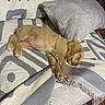 Zoey is registered to the contest to win money with this photo: animal, blanket, brown, comfort, couch, cozy, cute, dog, fur, home, indoor, nap, patterned, pet, pillow, puppy, relaxed, resting, sleeping, soft