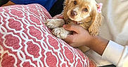 Zoey is registered to the contest to win money with this photo: black_vest, blue_shirt, bow, couch, cute, dog, domestic_animal, fur, hand, holding, indoor, pattern, person, pet, pillow, puppy, red, relaxing, seated, white_sweatshirt