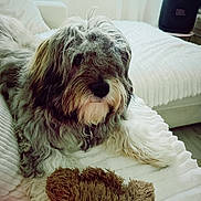 Charly a rejoint le concours — aidez-le/la à gagner de superbes lots ! dog, pet, shaggy_fur, fluffy, beard, lying_down, bed, bedroom, blanket, plush_toy, brown_toy, white_fur, gray_fur, black_nose, indoor, home, cozy, portrait, jbl_speaker, relaxed