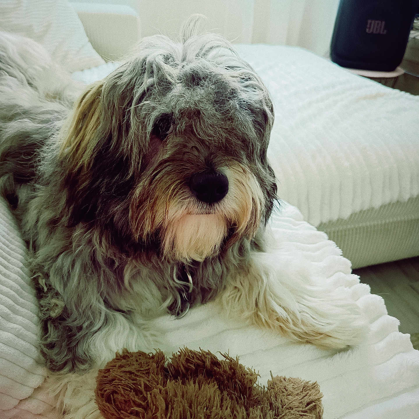 Charly a rejoint le concours — aidez-le/la à gagner de superbes lots ! dog, pet, shaggy_fur, fluffy, beard, lying_down, bed, bedroom, blanket, plush_toy, brown_toy, white_fur, gray_fur, black_nose, indoor, home, cozy, portrait, jbl_speaker, relaxed