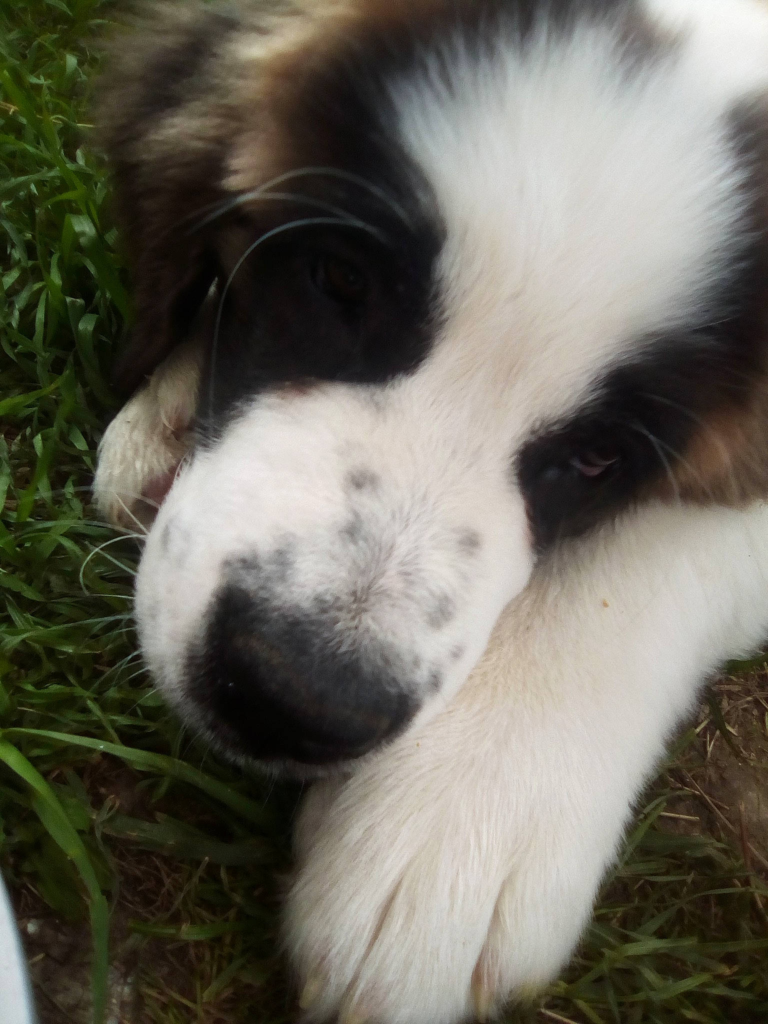 Pancake participe au concours pour gagner de l'argent avec cette photo : border_collie, bucovina_shepherd_dog, canidae, carnivore, companion_dog, dog, dog_breed, karakachan_dog, landseer, mammal, moscow_watchdog, mucuchies, nose, puppy, pyrenean_mastiff, snout, sporting_group, st_bernard, tornjak, vertebrate