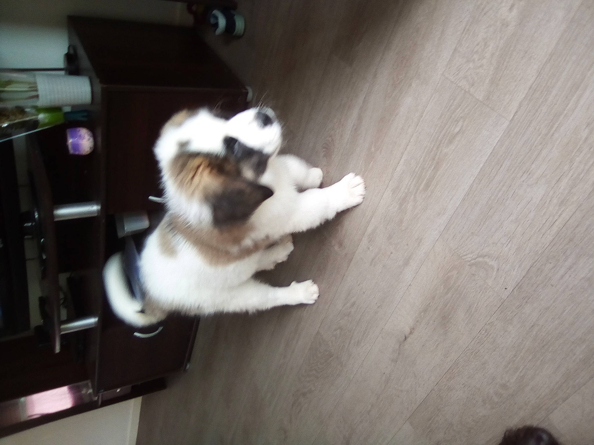 Pancake a rejoint le concours — aidez-le/la à gagner de superbes lots ! canidae, carnivore, cat, companion_dog, dog, dog_breed, fawn, kooikerhondje, mammal, petit_basset_griffon_vendeen, puppy, shih_tzu, sporting_group, tail, toy_dog