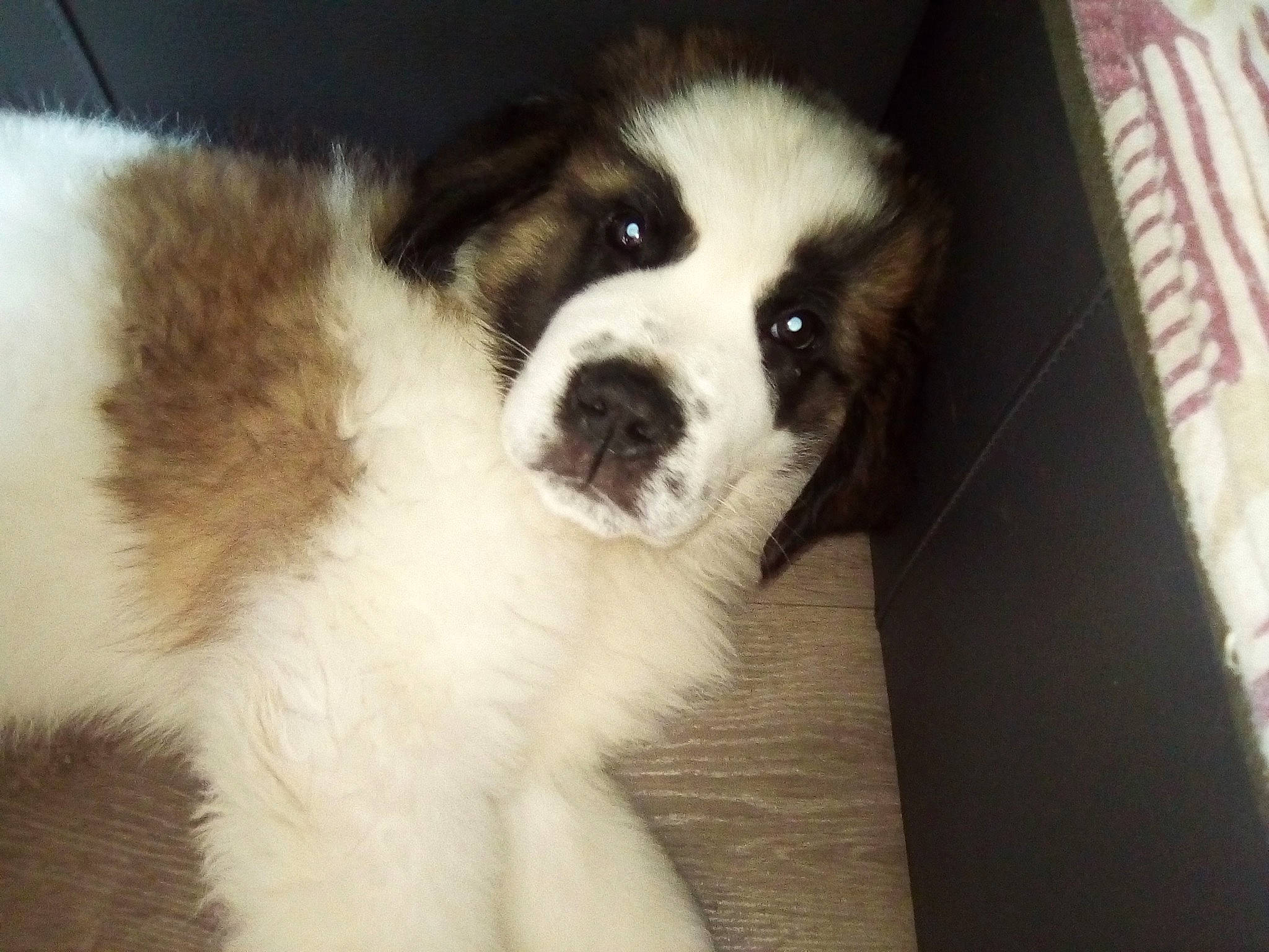 Pancake participe au concours pour gagner de l'argent avec cette photo : ancient_dog_breeds, canidae, carnivore, companion_dog, dog, dog_breed, guard_dog, mammal, moscow_watchdog, mucuchies, nose, puppy, puppy_love, pyrenean_mastiff, rare_breed_dog, snout, sporting_group, st_bernard, tornjak, vertebrate