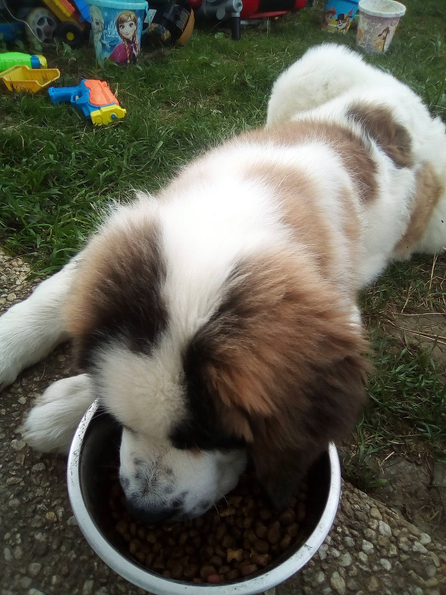 Pancake a rejoint le concours — aidez-le/la à gagner de superbes lots ! canidae, carnivore, companion_dog, dog, dog_breed, landseer, mammal, moscow_watchdog, mucuchies, phalene, puppy, pyrenean_mastiff, shih_tzu, sporting_group, st_bernard, tail, tornjak, vertebrate