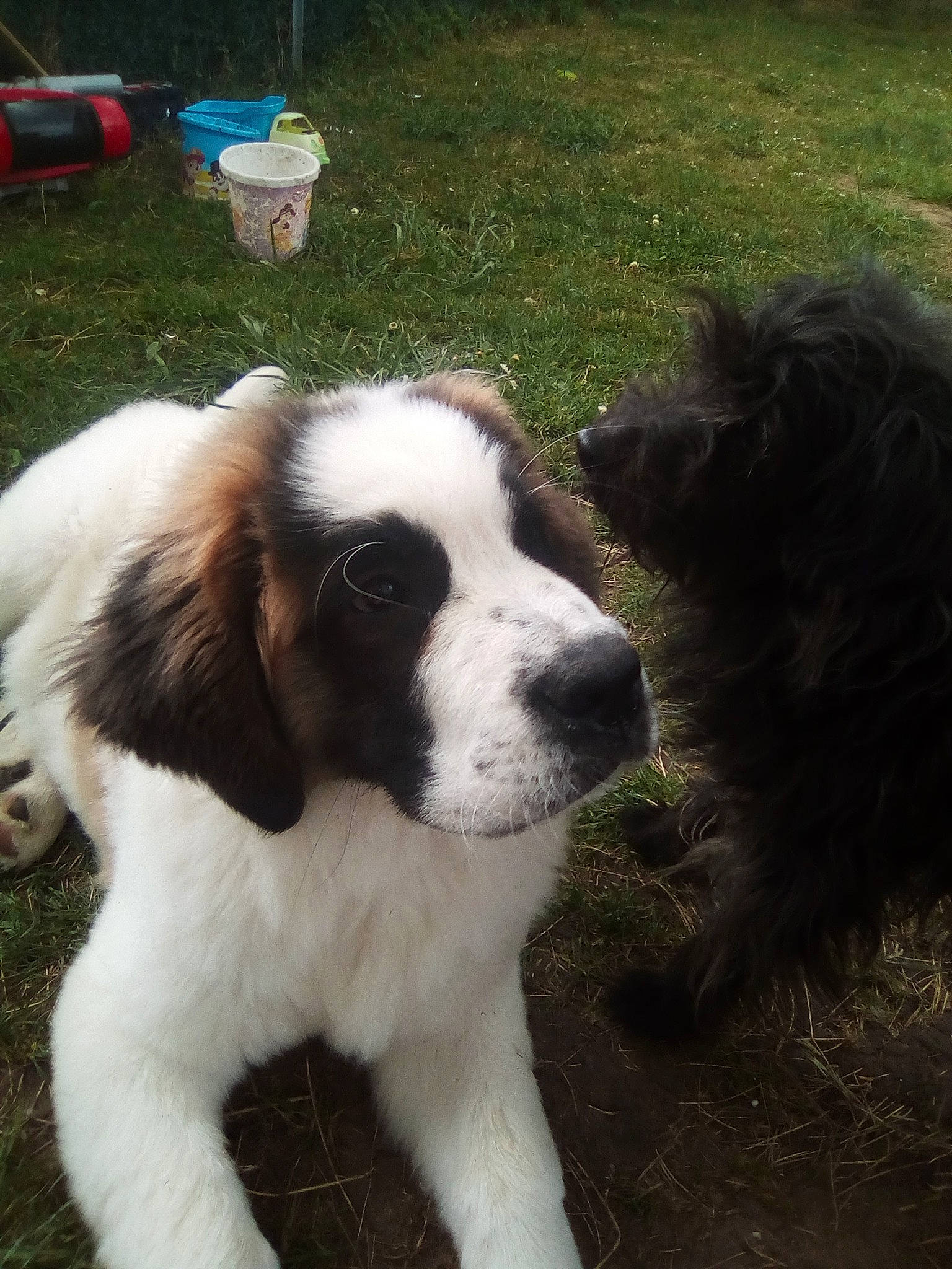 Pancake a rejoint le concours — aidez-le/la à gagner de superbes lots ! bucovina_shepherd_dog, canidae, carnivore, companion_dog, dog, dog_breed, drentse_patrijshond, karakachan_dog, landseer, mammal, moscow_watchdog, mucuchies, nose, pyrenean_mastiff, rare_breed_dog, sporting_group, st_bernard, tornjak, vertebrate