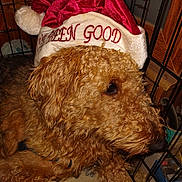 Elvisa is registered to the contest to win money with this photo: dog, curly_hair, santa_hat, holiday, crate, pet, indoor, canine, fur, brown, blanket, resting, closeup, animal, cute, domestic_animal, hat, christmas, portrait, companion
