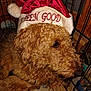 dog, curly_hair, santa_hat, holiday, crate, pet, indoor, canine, fur, brown, blanket, resting, closeup, animal, cute, domestic_animal, hat, christmas, portrait, companion