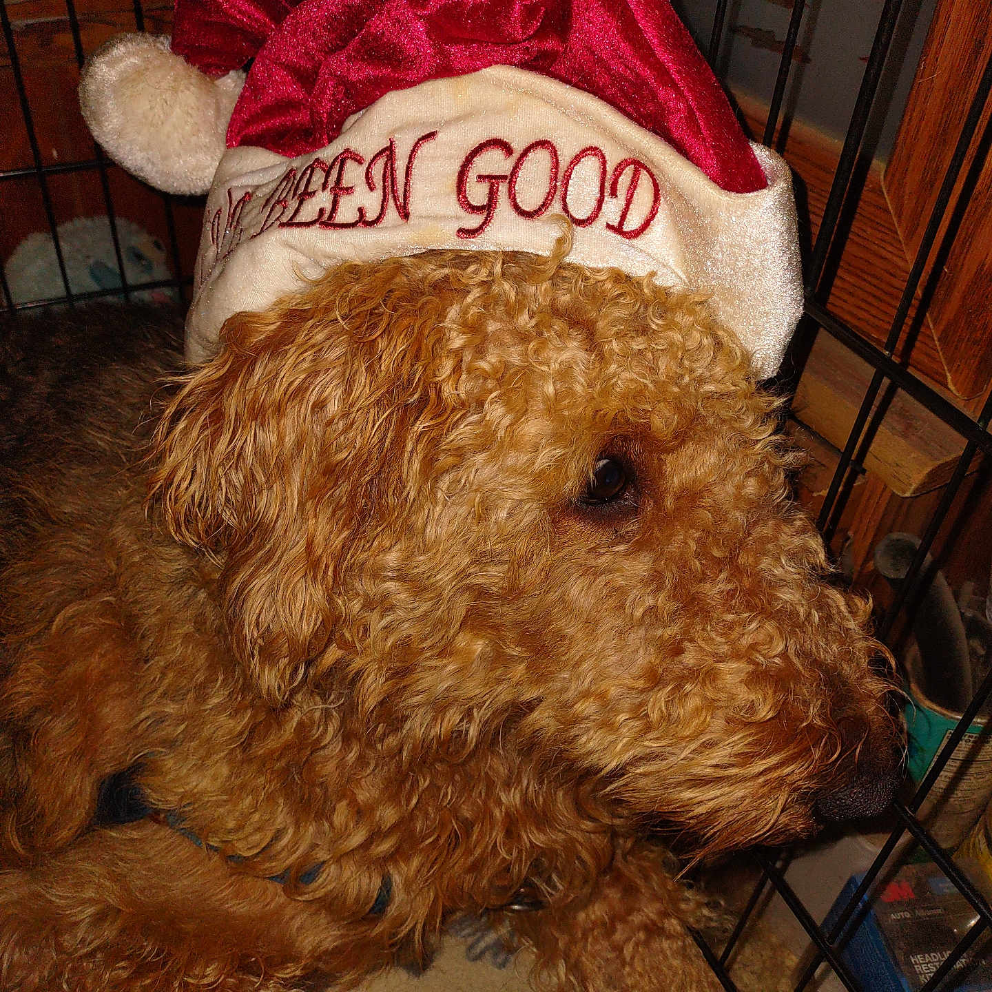 Elvisa is registered to the contest to win money with this photo: animal, blanket, brown, canine, christmas, closeup, companion, crate, curly_hair, cute, dog, domestic_animal, fur, hat, holiday, indoor, pet, portrait, resting, santa_hat