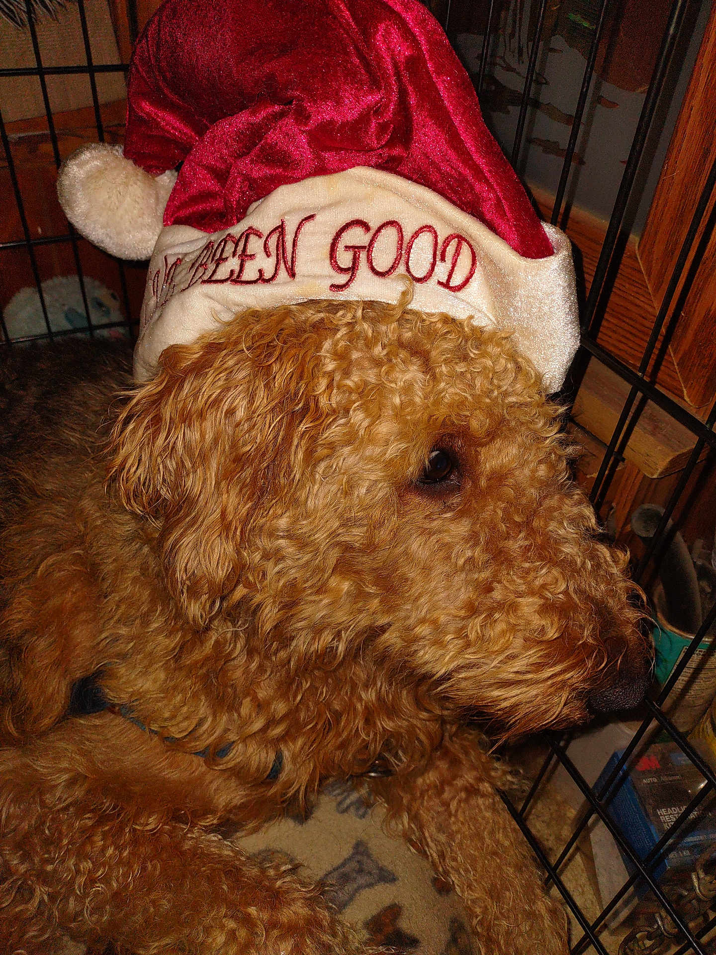 Elvisa is registered to the contest to win money with this photo: dog, curly_hair, santa_hat, holiday, crate, pet, indoor, canine, fur, brown, blanket, resting, closeup, animal, cute, domestic_animal, hat, christmas, portrait, companion