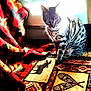 animal, blanket, cat, checkered_blanket, cozy, domestic, feline, floor, home, indoor, patterned_rug, pet, red_blanket, rug, shadow, sitting, striped, sunlight, tabby, window_light