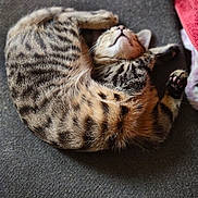 Snickers is registered to the contest to win money with this photo: animal, blanket, cat, close_up, cozy, curled_up, cute, domestic_cat, fabric, fur, indoor, paw, pet, pink_paw_pads, relaxed, resting, sleeping, soft_texture, striped, tabby_cat