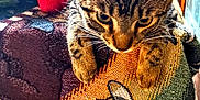 Snickers joined the competition — help win amazing prizes! animal, cat, colorful, curious, decor, ears, fabric, feline, indoor, pattern, paws, pet, plush_toy, resting, soft_toys, sunlight, tabby, tapestry, whiskers, window