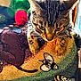 animal, cat, colorful, curious, decor, ears, fabric, feline, indoor, pattern, paws, pet, plush_toy, resting, soft_toys, sunlight, tabby, tapestry, whiskers, window