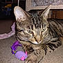 animal, carpet, cat, close_up, curious, cute, domestic_cat, ears, face, feline, indoor, paw, pet, playful, purple_feathers, resting, striped, tabby_cat, toy_mouse, whiskers
