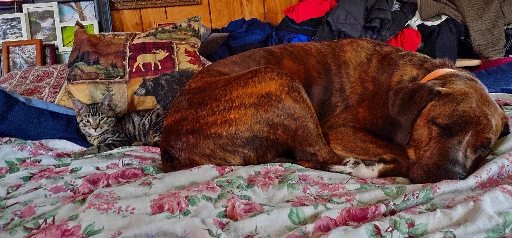 Ranger is registered to the contest to win money with this photo: bedding, carnivore, cat, comfort, companion_dog, dog, dog_breed, fawn, felidae, fur, linens, liver, nap, small_to_medium_sized_cats, sporting_group, terrestrial_animal, tree, whiskers, wood, working_animal