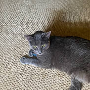 Molly is registered to the contest to win money with this photo: cat, gray_cat, pet, animal, indoor, carpet, feline, resting, alert, green_eyes, fur, whiskers, paw, collar, tag, home, floor, cute, domestic, mammal