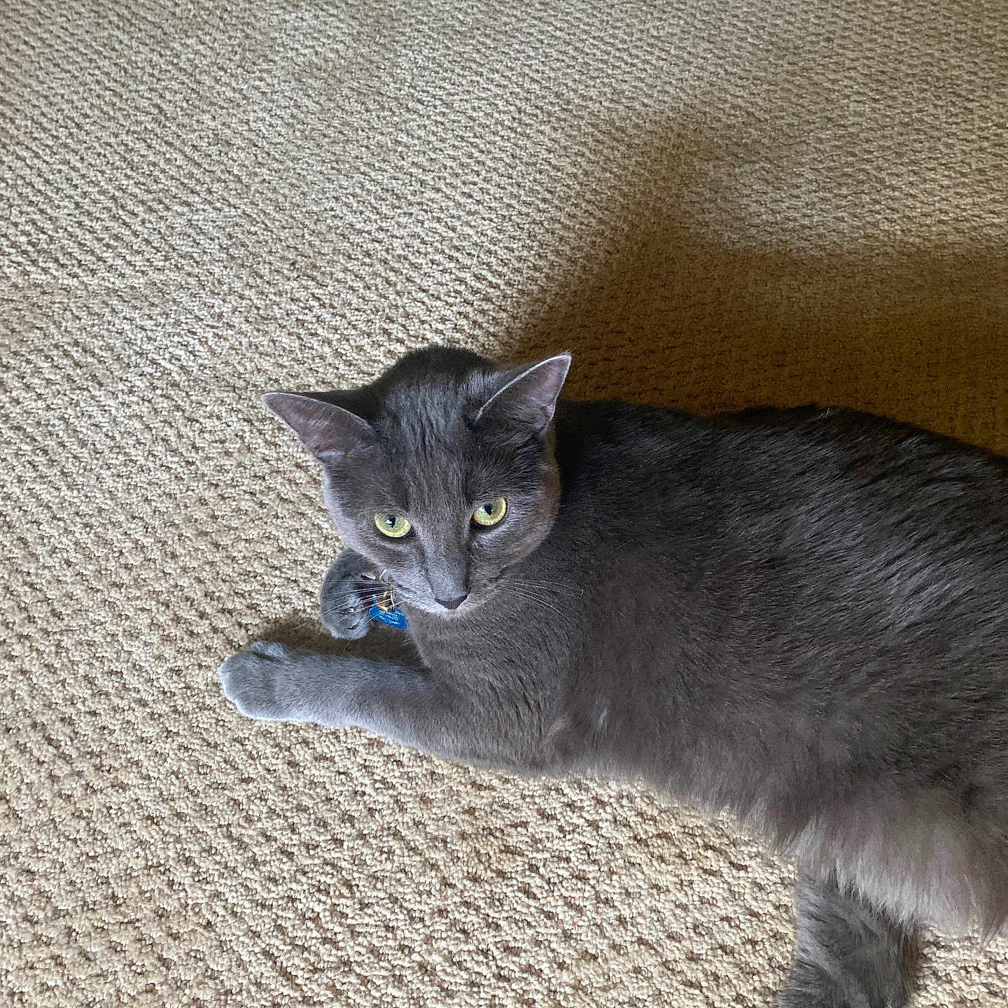 Molly is registered to the contest to win money with this photo: alert, animal, carpet, cat, collar, cute, domestic, feline, floor, fur, gray_cat, green_eyes, home, indoor, mammal, paw, pet, resting, tag, whiskers