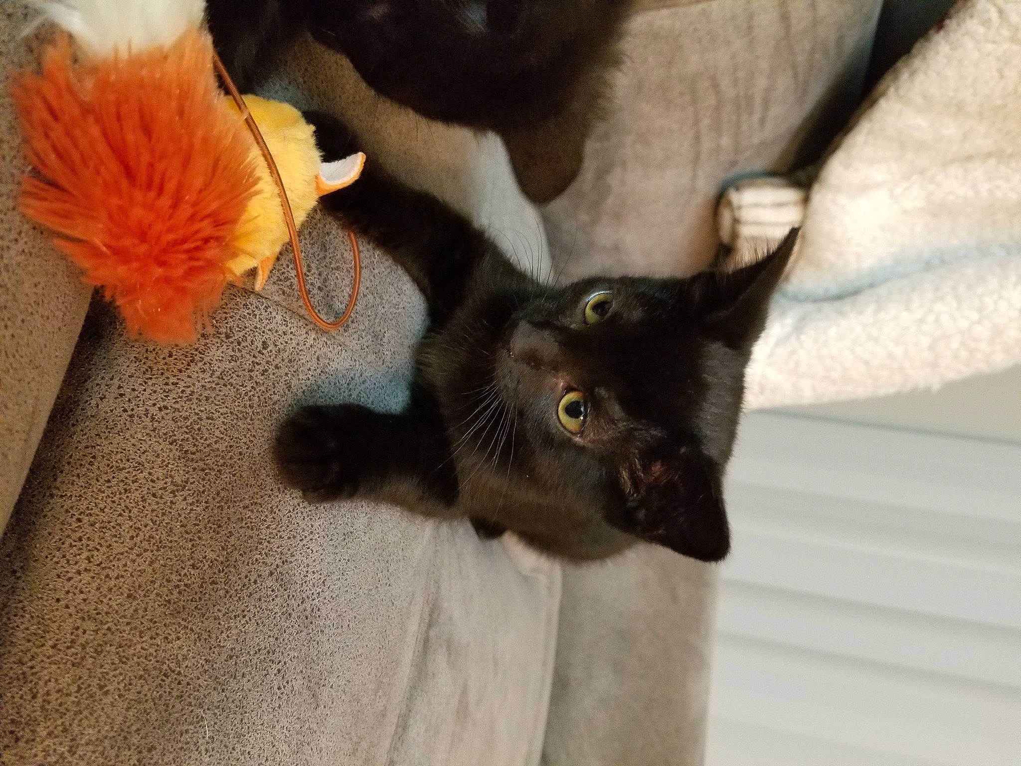 Jiji joined the competition — help win amazing prizes! black_cat, burmese, carnivore, cat, claw, fawn, felidae, kitten, russian_blue, small_to_medium_sized_cats, tail, whiskers