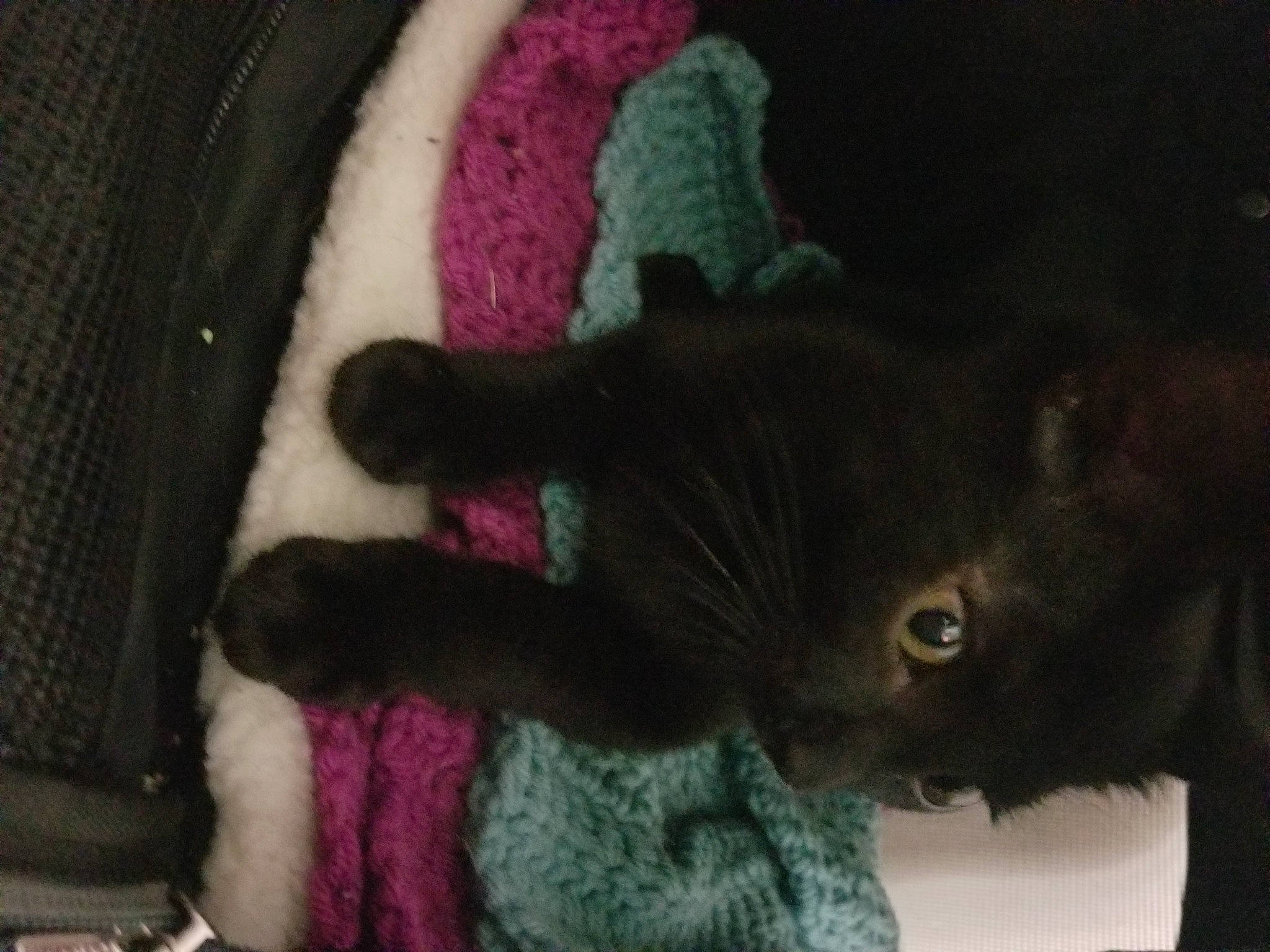 Jiji joined the competition — help win amazing prizes! black_cat, carnivore, cat, domestic_short_haired_cat, felidae, fur, german_rex, kitten, knitting, small_to_medium_sized_cats, tail, whiskers