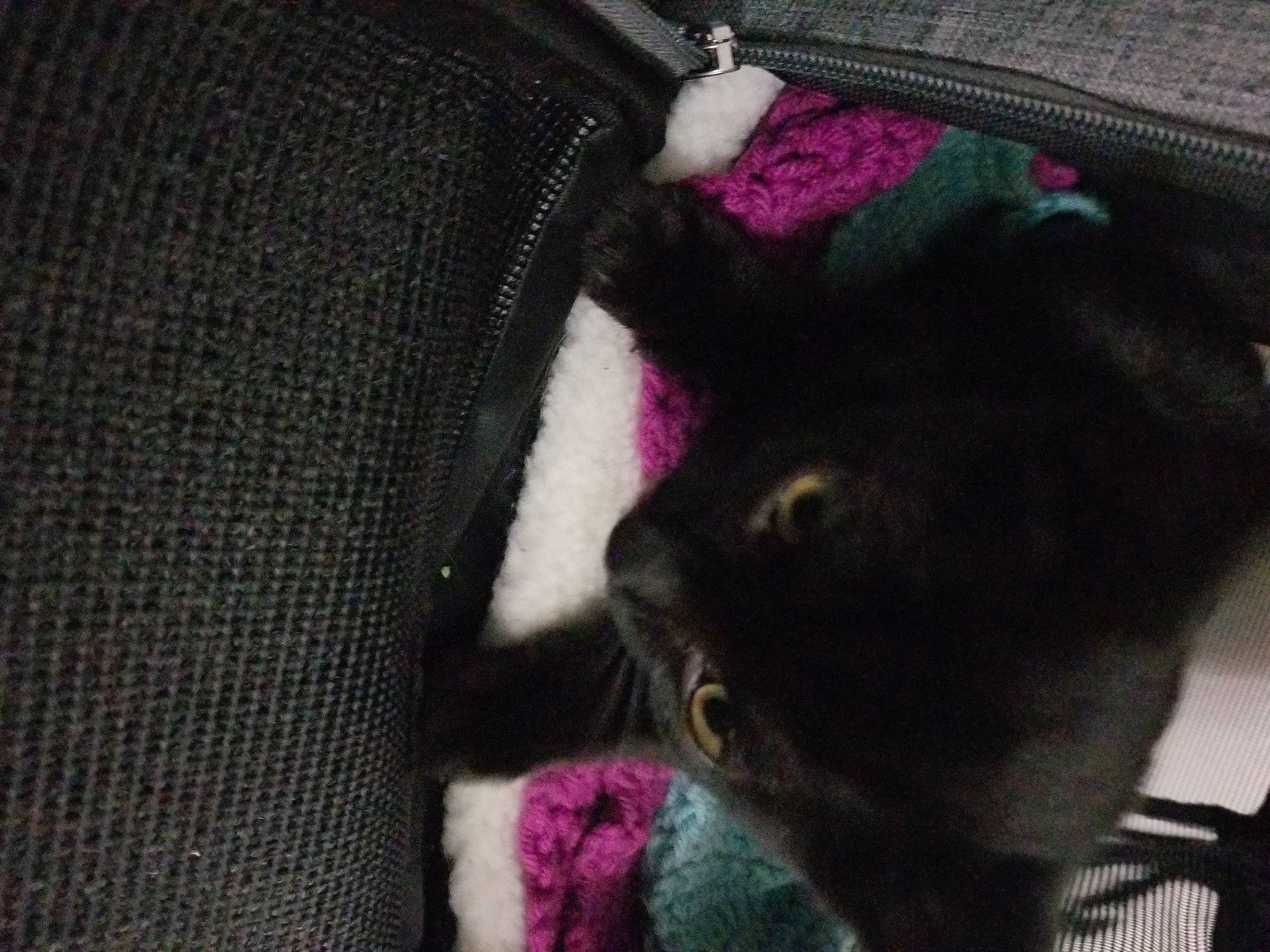 Jiji is registered to the contest to win money with this photo: black_cat, black_hair, cat, crochet, ear, felidae, fur, hair, human, kitten, knitting, magenta, pink, purple, small_to_medium_sized_cats, whiskers