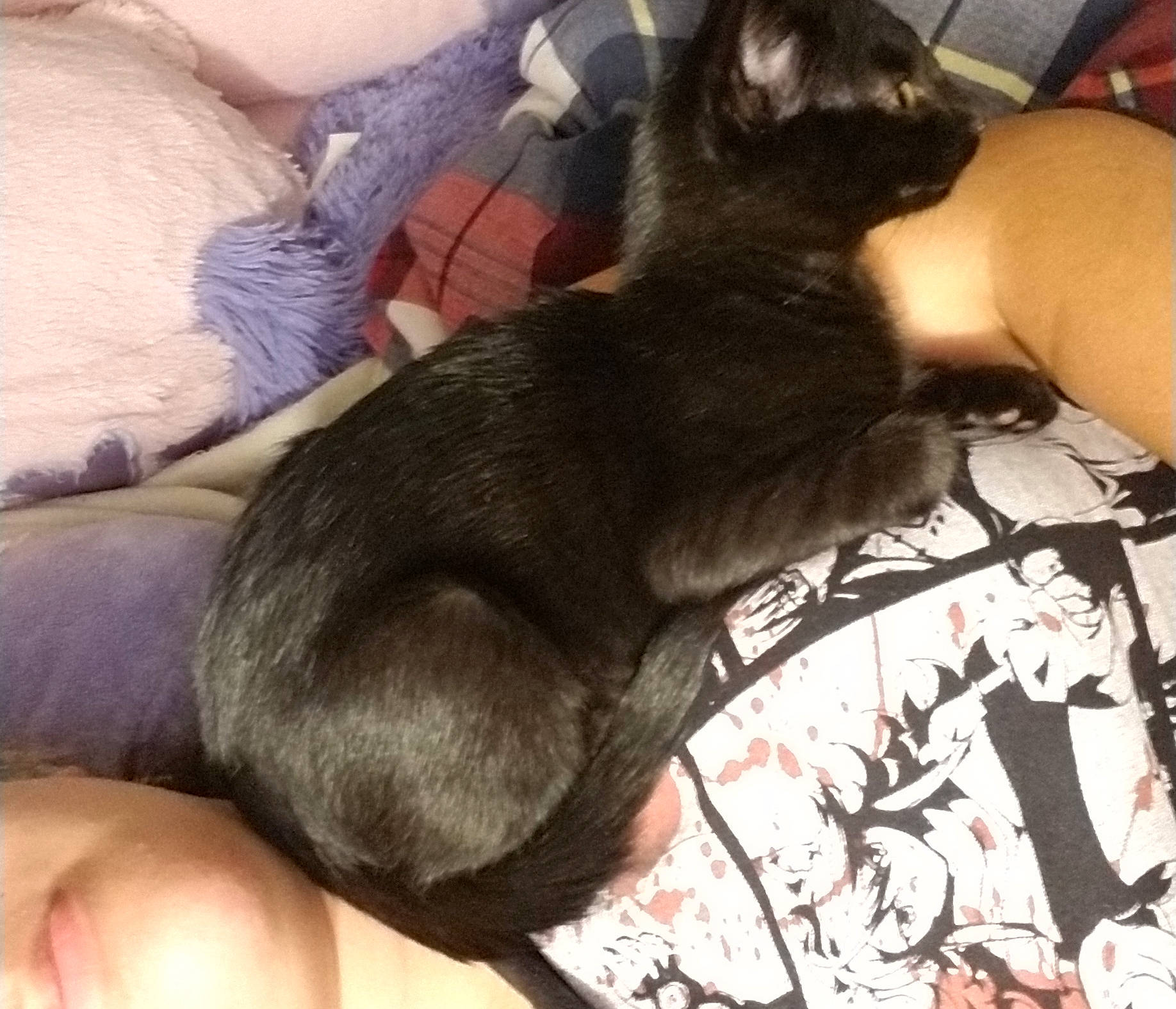 Jiji is registered to the contest to win money with this photo: asian, black_cat, black_hair, carnivore, cat, domestic_short_haired_cat, ear, felidae, fur, hair, hand, kitten, korat, leg, long_hair, nap, small_to_medium_sized_cats, tail, whiskers