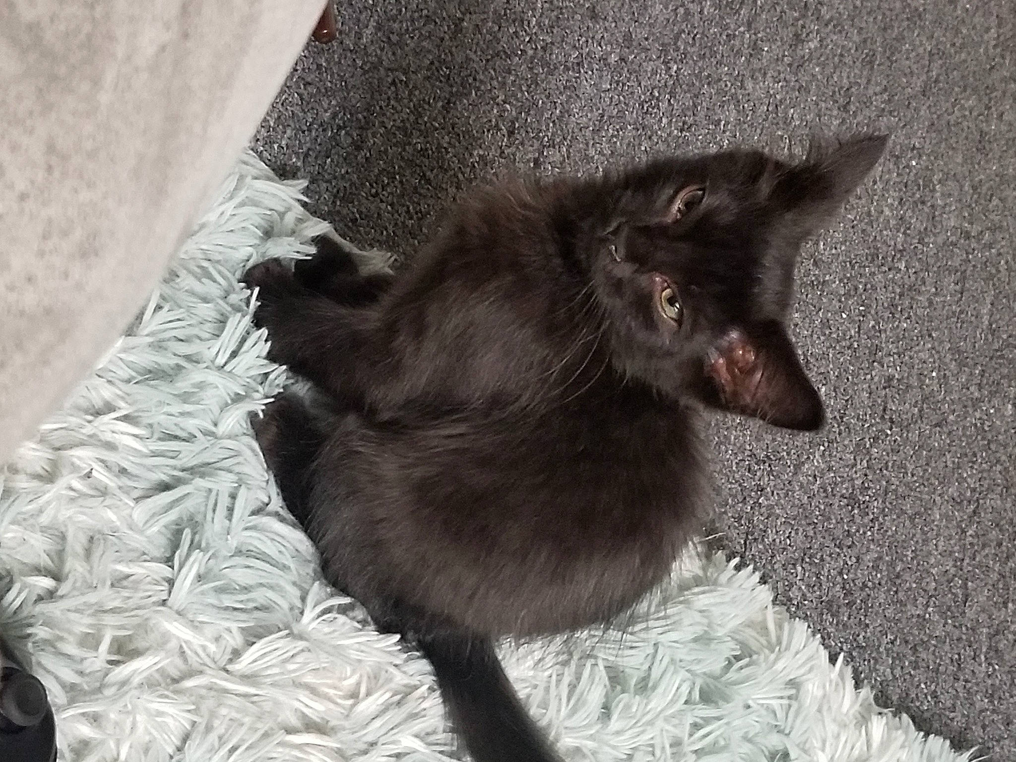 Luna is registered to the contest to win money with this photo: black_cat, carnivore, cat, felidae, havana_brown, kitten, korat, mammal, nebelung, russian_blue, small_to_medium_sized_cats, whiskers