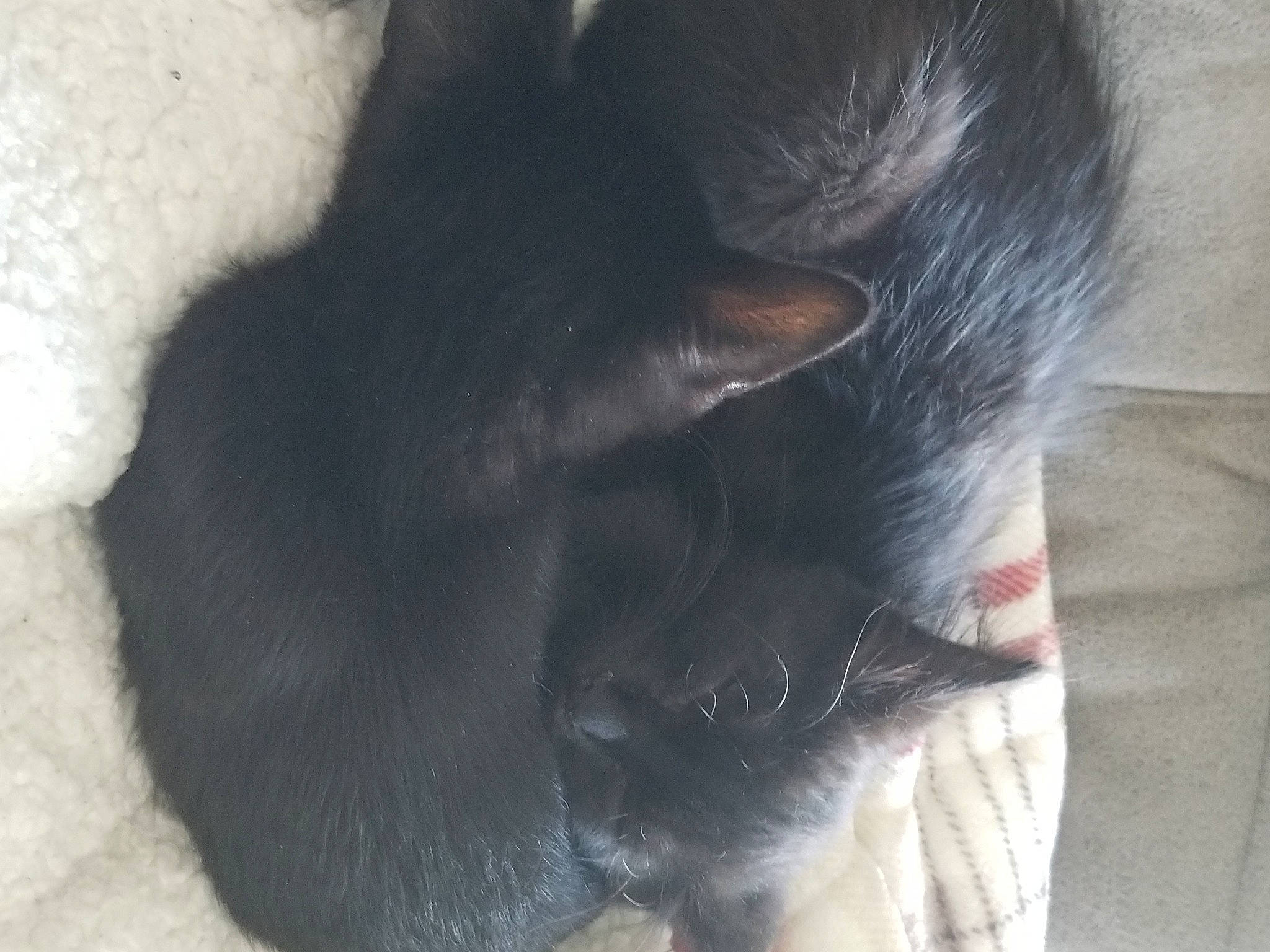 Luna joined the competition — help win amazing prizes! black_cat, canidae, carnivore, cat, felidae, fur, kitten, korat, nose, polydactyl_cat, small_to_medium_sized_cats, snout, tail, whiskers