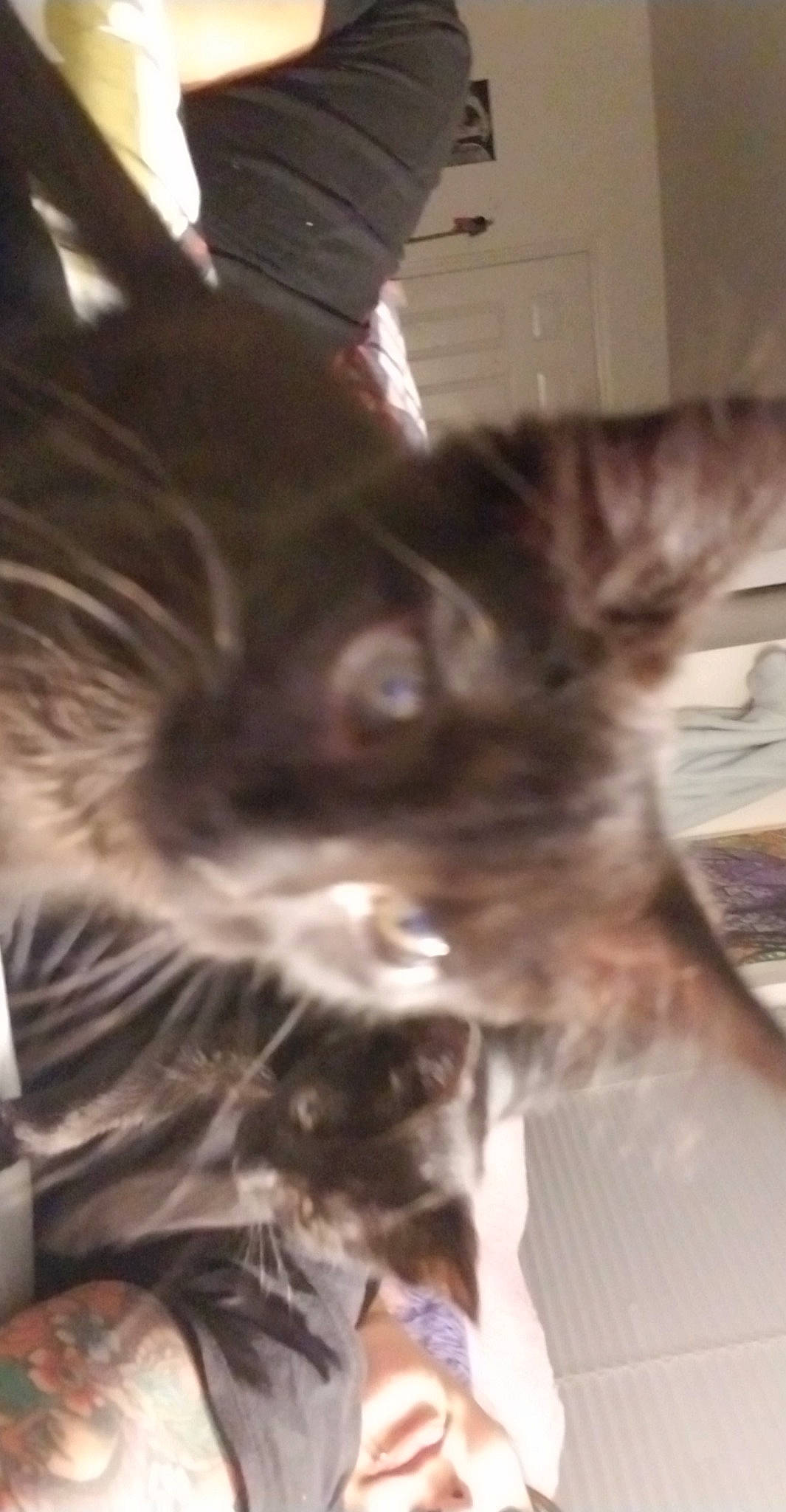 Luna is registered to the contest to win money with this photo: carnivore, cat, felidae, fur, kitten, maine_coon, norwegian_forest_cat, small_to_medium_sized_cats, tabby_cat, whiskers