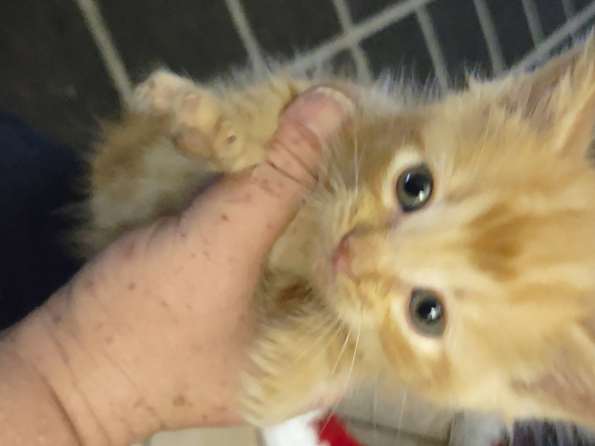 Canelo is registered to the contest to win money with this photo: carnivore, cat, claw, domestic_short_haired_cat, ear, fawn, felidae, finger, fur, gesture, hand, nail, paw, small_to_medium_sized_cats, snout, thumb, whiskers