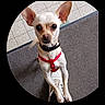 alert, big_eyes, chihuahua, close_up, collar, curious, cute, dog, doormat, indoor, looking_up, paws, person_shoe, pet, portrait, red_harness, shoe, small_dog, standing, tile_floor