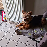 Olivette participe au concours pour gagner de l'argent avec cette photo : bag, blanket, chair, dog, flower_pattern, fur, home_interior, indoor, muzzle, paws, pet, radiator, relaxed, resting, shadow, small_dog, tiled_floor, watermark, window_light, yorkshire