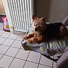 bag, blanket, chair, dog, flower_pattern, fur, home_interior, indoor, muzzle, paws, pet, radiator, relaxed, resting, shadow, small_dog, tiled_floor, watermark, window_light, yorkshire