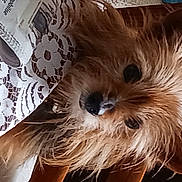 Olivette a rejoint le concours — aidez-le/la à gagner de superbes lots ! brown_hair, canidae, carnivore, companion_dog, dog, dog_breed, eyelash, fashion_accessory, fawn, fur, hair, happy, liver, selfie, small_terrier, sporting_group, terrier, toy, toy_dog, whiskers