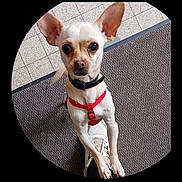 Stella a rejoint le concours — aidez-le/la à gagner de superbes lots ! dog, chihuahua, small_dog, red_harness, collar, big_eyes, standing, paws, shoe, person_shoe, indoor, tile_floor, doormat, curious, pet, close_up, portrait, looking_up, cute, alert