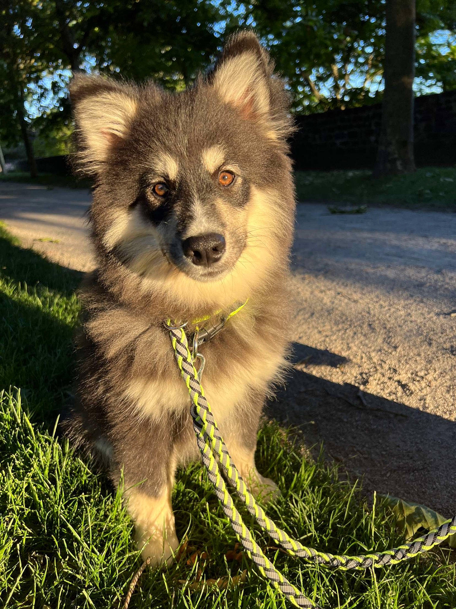 Taico a rejoint le concours — aidez-le/la à gagner de superbes lots ! canidae, canis, carnivore, companion_dog, dog, dog_breed, electric_blue, fawn, fur, grass, plant, snout, sporting_group, tail, terrestrial_animal, toy_dog, tree, whiskers, wildlife, working_animal