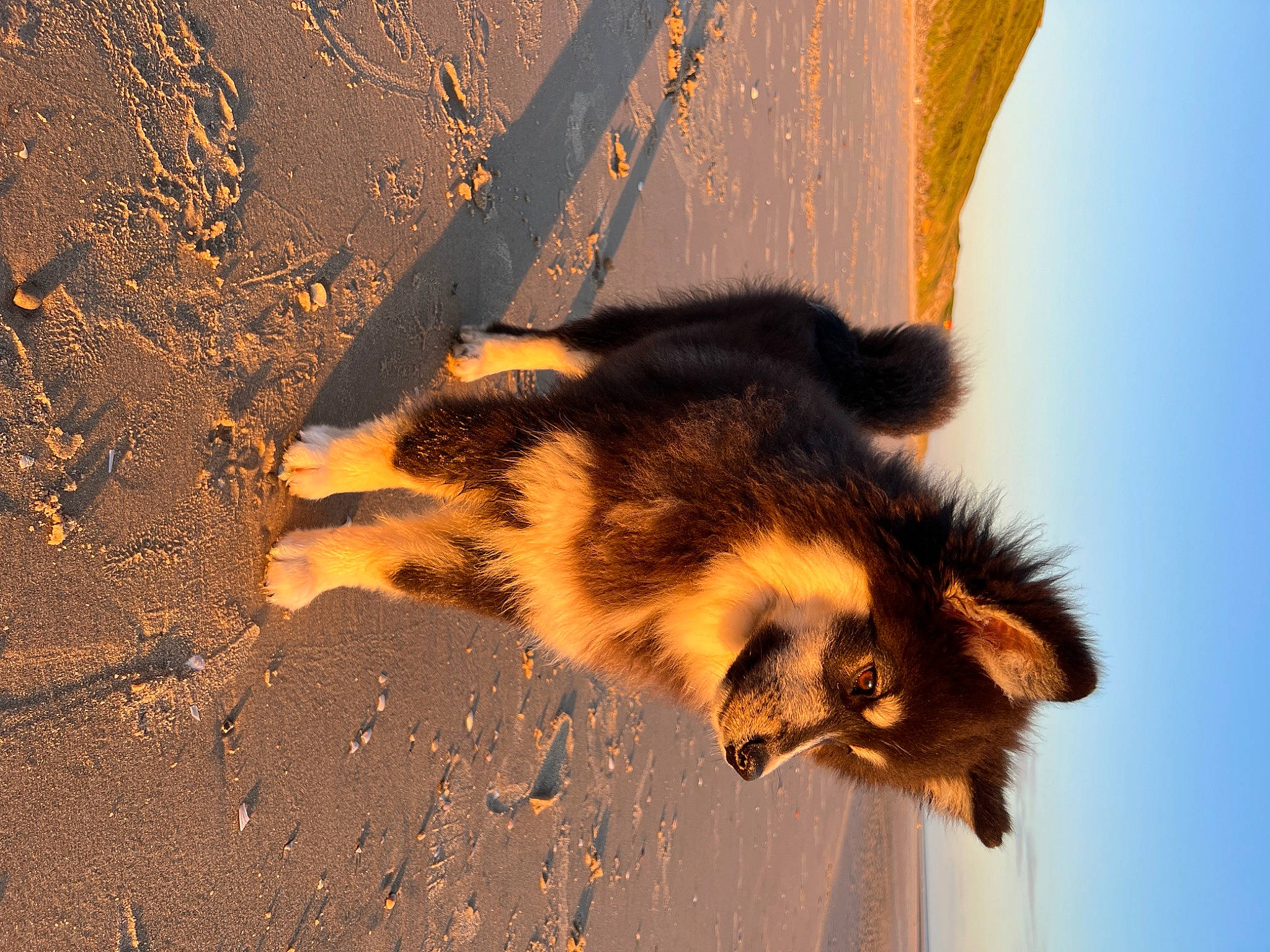 Taico a rejoint le concours — aidez-le/la à gagner de superbes lots ! asphalt, canidae, carnivore, dog_breed, fawn, felidae, fur, heat, landscape, road_surface, shadow, sky, snout, soil, sunlight, tail, terrestrial_animal, tints_and_shades, vertebrate, whiskers