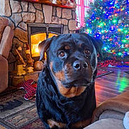Abby joined the competition — help win amazing prizes! dog, rottweiler, fireplace, christmas_tree, living_room, holiday_decor, cozy, wood_floor, rug, couch, window, curtains, pine_cones, candles, antlers, decorations, plush_toys, remote_control, indoor, warm_lighting
