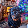 dog, rottweiler, fireplace, christmas_tree, living_room, holiday_decor, cozy, wood_floor, rug, couch, window, curtains, pine_cones, candles, antlers, decorations, plush_toys, remote_control, indoor, warm_lighting