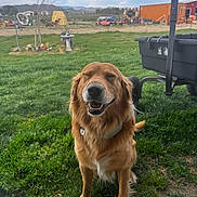Jasper is registered to the contest to win money with this photo: dog, golden_retriever, pet, grass, lawn, backyard, wagon, utility_cart, collar, smiling, happy, outdoor, sky, clouds, field, farm_equipment, shed, trailer, portrait, greenery