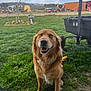 dog, golden_retriever, pet, grass, lawn, backyard, wagon, utility_cart, collar, smiling, happy, outdoor, sky, clouds, field, farm_equipment, shed, trailer, portrait, greenery