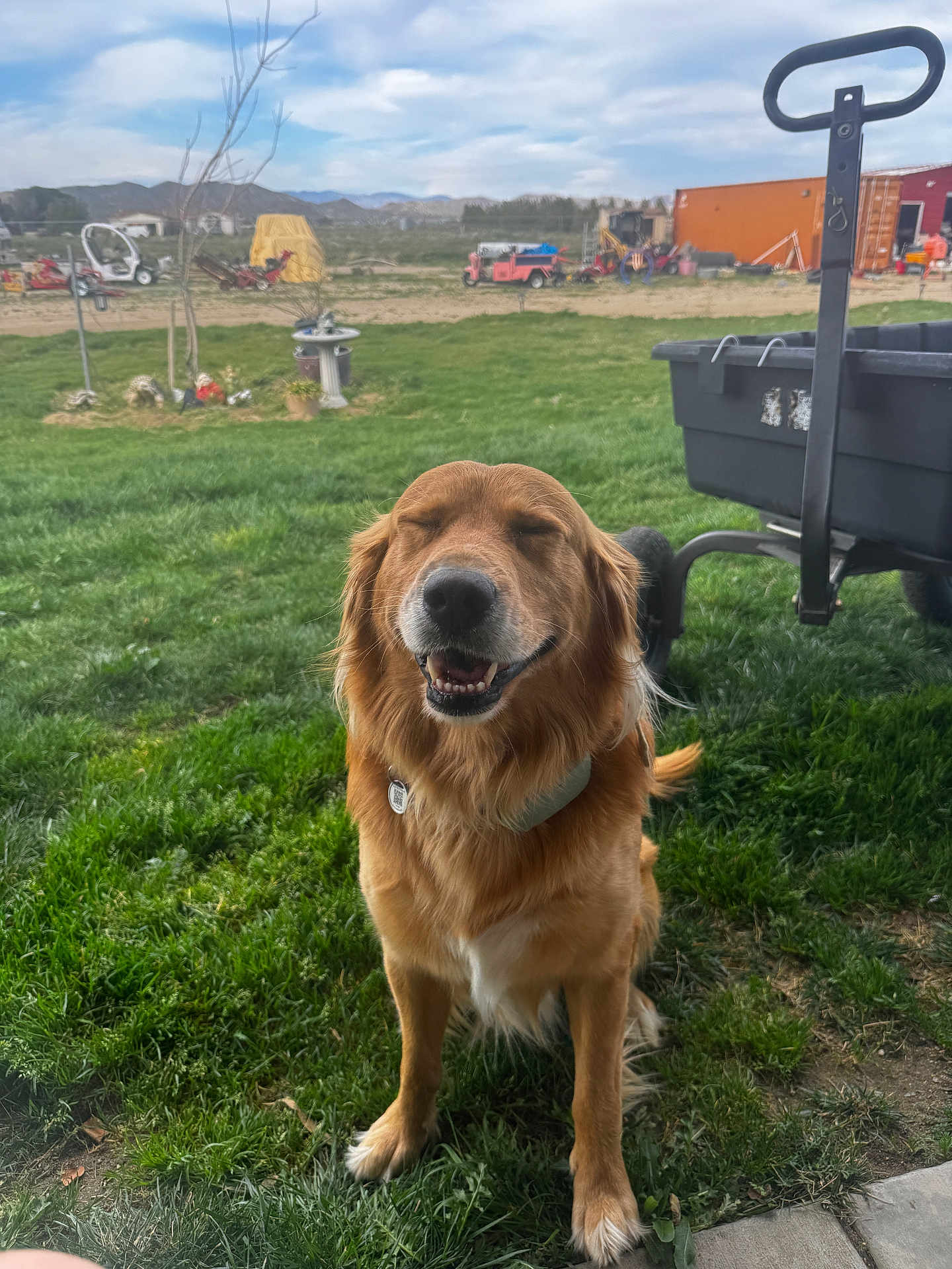 Jasper is registered to the contest to win money with this photo: dog, golden_retriever, pet, grass, lawn, backyard, wagon, utility_cart, collar, smiling, happy, outdoor, sky, clouds, field, farm_equipment, shed, trailer, portrait, greenery