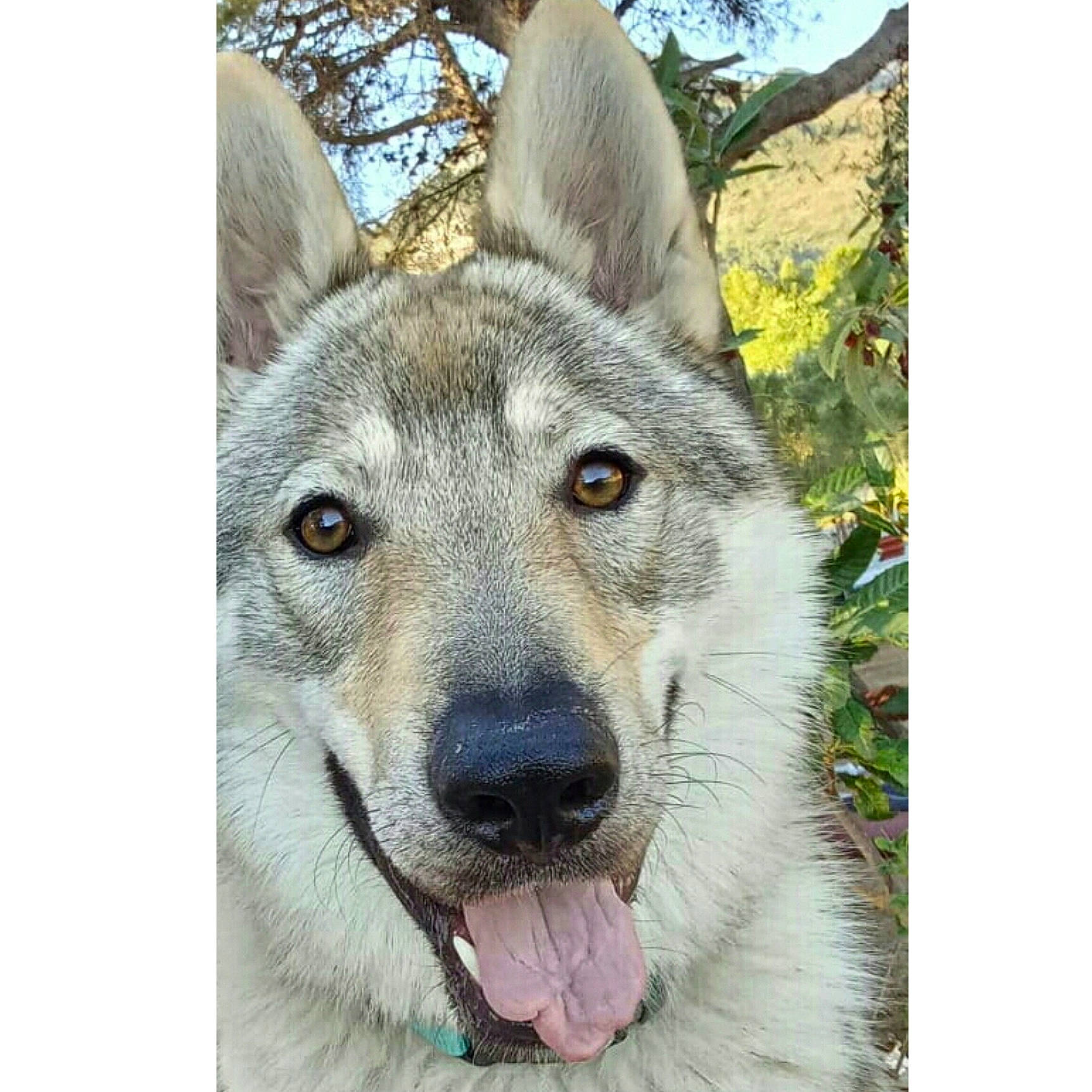 Tanji joined the competition — help win amazing prizes! ancient_dog_breeds, art, canidae, canis, carnivore, collar, dog, dog_breed, fur, pet_supply, plant, rectangle, snout, square, terrestrial_animal, tree, whiskers, wolf, working_animal, working_dog